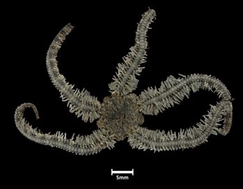 Media type: image;   Invertebrate Zoology OPH-3248 Description: Top down view of single ophiuroid specimen with a scale bar.;  Aspect: labels